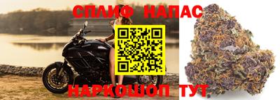 сатива Кингисепп